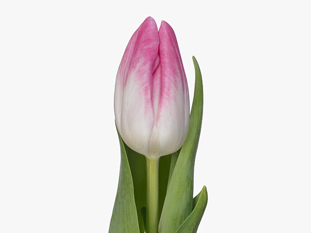 Тюльпан Триумф "Eastwood"