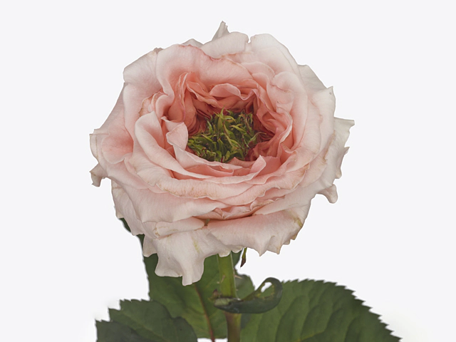 Роза крупноцветковая "Green Island Maleica"