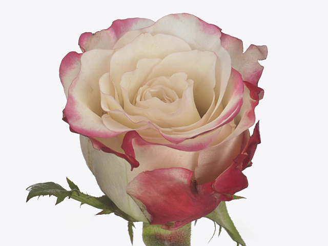 Роза крупноцветковая "Eye Candy"