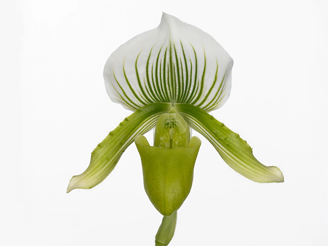 Paphiopedilum Clair de Lune 'Edgar Van Belle'