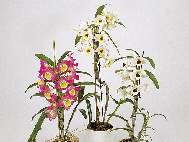 Dendrobium nobile cultivars