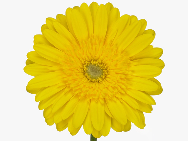 Гербера крупноцветковая "Paradiso"