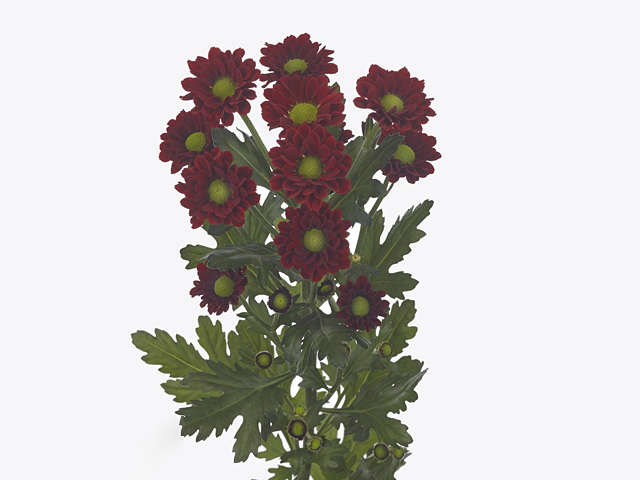 Chrysanthemum (Indicum Grp) spray santini Mexx