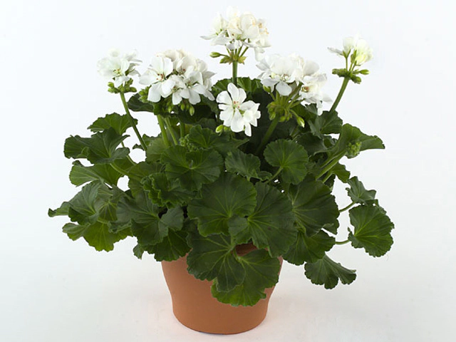 Pelargonium (Zonale Grp) Toscana Sil Wenke