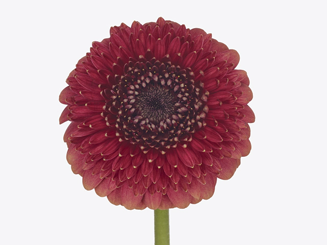 Gerbera mini globose Pomponi Mahna