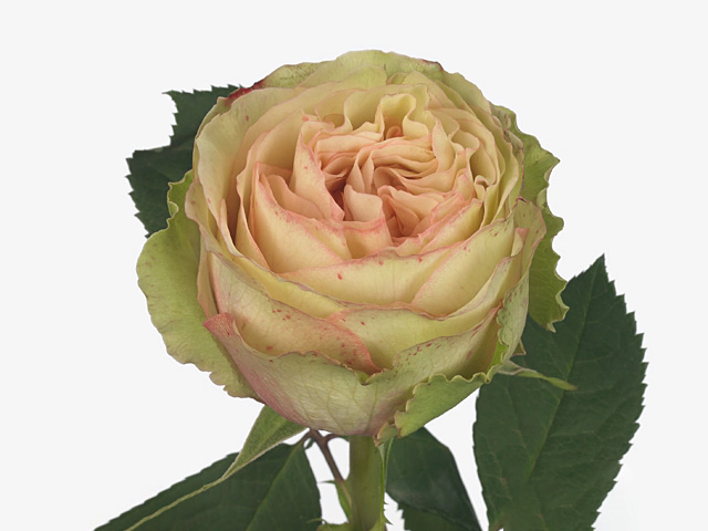 Rosa large flowered Mayra'S Rose Green