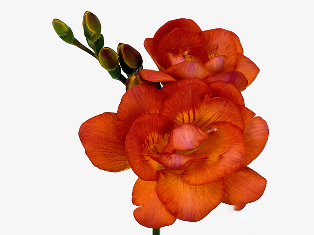 Freesia double flowered Orangina