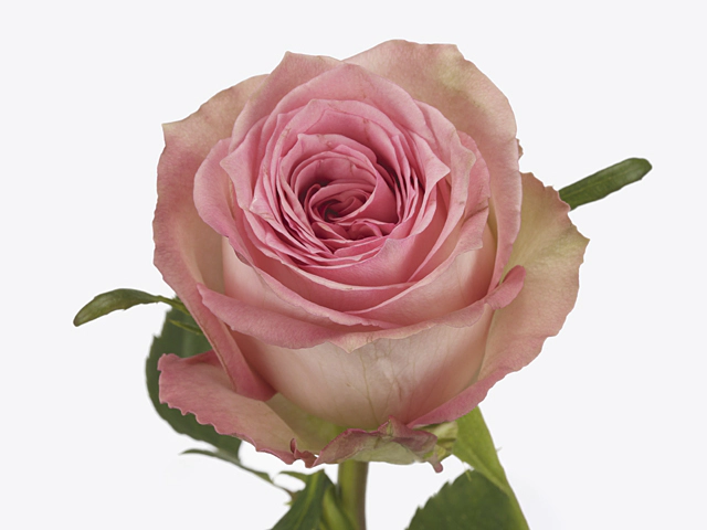 Роза крупноцветковая "Sweet Elegance"