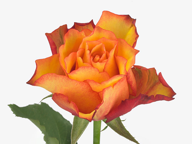 Роза крупноцветковая "Mexican Festival"