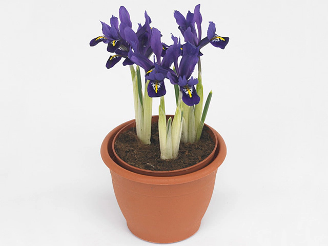 Iris reticulata 'Pixie'