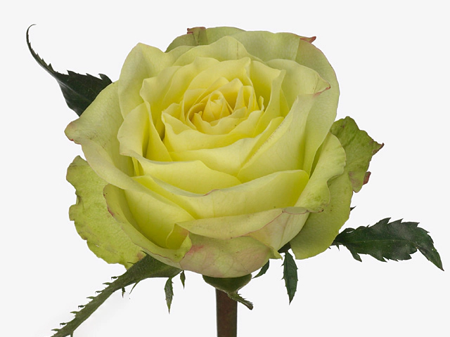 Роза крупноцветковая "Fairway"