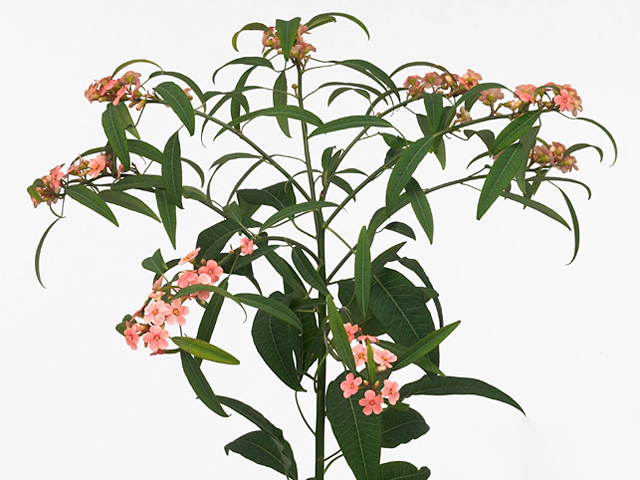 Euphorbia fulgens branched Pink Baron