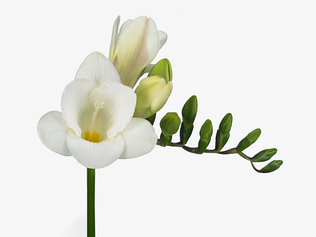 Freesia single flowered 'White Serenade'