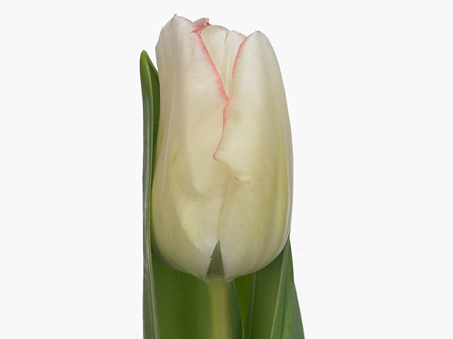 Тюльпан Триумф "Marjolein Bastin"