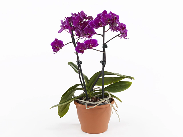 Phalaenopsis Multifloratypes Floriclone Cosy Candy