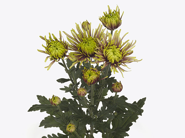 Chrysanthemum (Indicum Grp) spray Tula