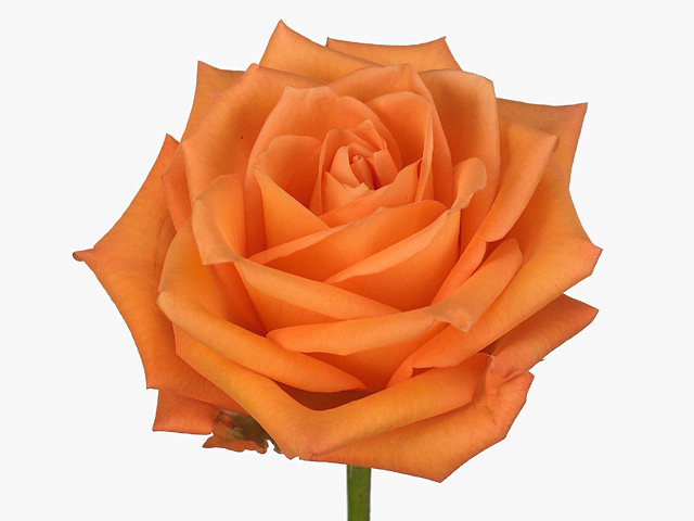 Rosa large flowered Orange Party@