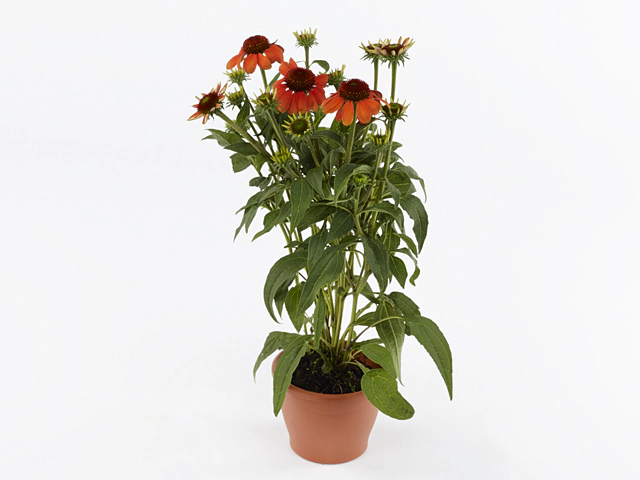 Echinacea Sombrero Flamenco Orange