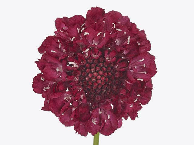 Scabiosa atropurpurea Strawberry Scoop