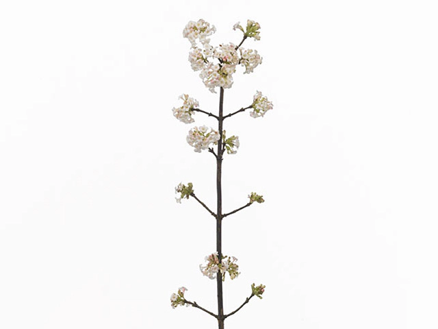 Viburnum per branch x bodnantense 'Charles Lamont'