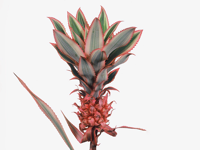 Ananas comosus 'Variegatus'