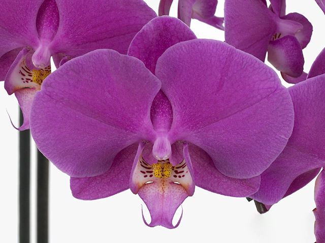 Phalaenopsis per flower Anthura Buffalo