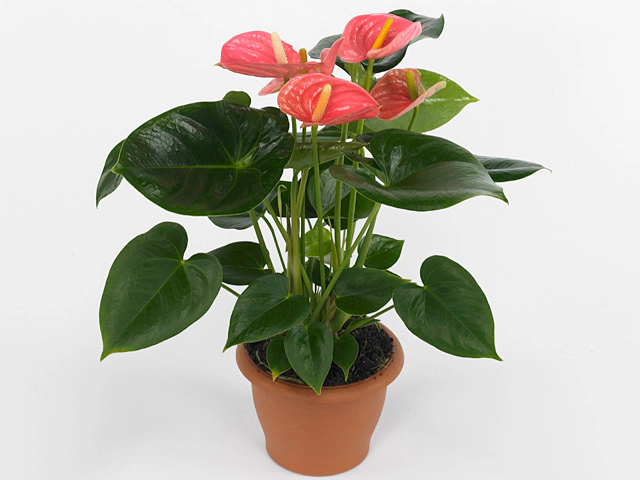 Anthurium (Andreanum Grp) Alabama Pink