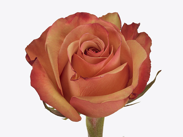 Роза крупноцветковая "Giotto"
