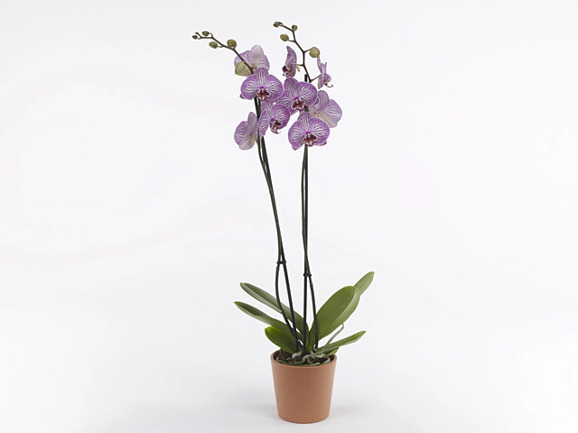 Phalaenopsis Veinion