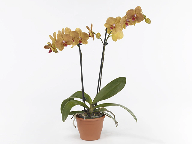 Phalaenopsis Floriclone Carrotcake