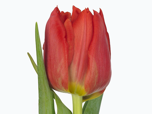 Тюльпан махровый ранний "Abba"