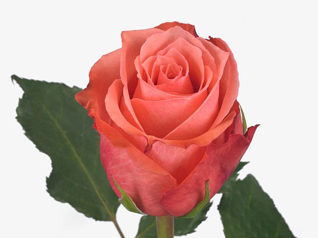 Роза крупноцветковая "Pretty Belinda"